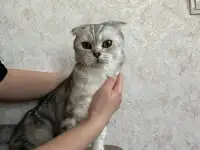 Котята породистые, фотография 6