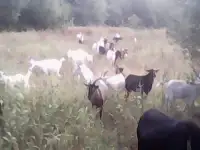 Продам стадо коз 82 головы, фотография 5