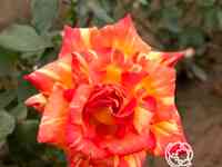 Роза карибия чайно-гибридная, тантау