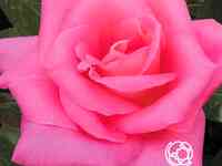 Роза Паваротти чайно-гибридная