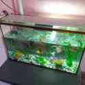 Аквариум с рыбками, фотография 3