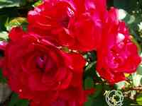 Роза хансалэнд, кордес