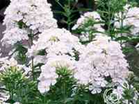 Флокс метельчатый Фуджияма