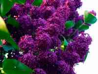 Сирень памяти людвига шпета