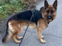 Вязка немецкая овчарка кобель бесплатно, фотография 2