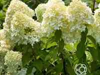 Гортензия лаймлайт