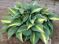 Хоста катерина (ml)