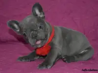 Голубого окраса французы с доставкой по кз, фотография 5