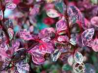 Барбарис фламинго