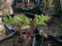 Продам саженцы малины, фотография 4