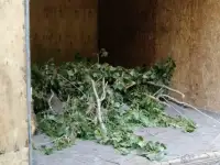 Спил деревьев по городу Алматы и Алматинской области, фотография 6