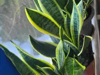 Продам Сансевиерию, фотография 4