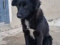 Дашка ищет дом. Доставлю!, фотография 2