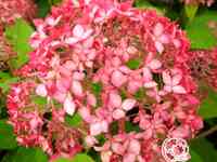 Гортензия пинк пинкушен