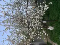 Продается добротный дом с участком, С. Достык(РТС)  ул. Макатаева (Первомайская) 13, фотография 11