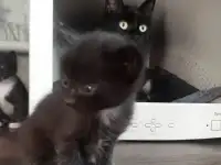 Отдам котят в добрые руки, фотография 4