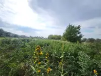 Продаем земельный участок  1 гектар возле поселка Джандосова, фотография 2