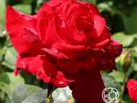 Роза Ульмер Мюнстер кустарниковая