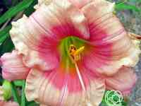 Лилейник Дженис Браун