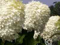 Гортензия фантом