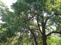 Продам землю, Алтын орда