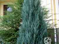 Можжевельник скальный блу арроу