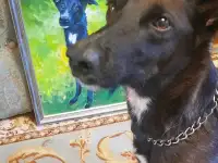 Напишу живописный портрет вашего питомца или вас вместе!, фотография 2