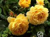 Роза голден селебрейшн, д.остин кустарниковая