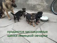 Продаются чистокровные щенки немецкой овчарки, фотография 2