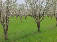 Продам яблоневый сад, фотография 4