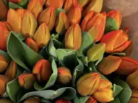 Тюльпаны оптом и в розницу к 8 марта, фотография 6