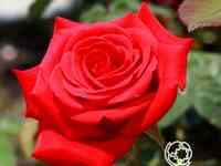 Роза кардинал чайно-гибридная, топалович