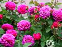 Роза биг перпл, кордес