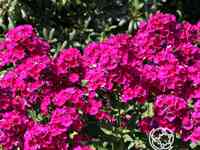 Флокс метельчатый Рейвинг Бьюти