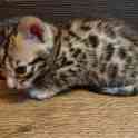 Продам котят. Порода Бенгал, фотография 3