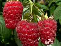 Малина Бабье Лето ремонтантная