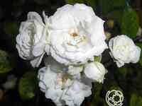 Роза альфа мейдилэнд, мейян