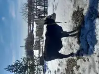 Бычок, фотография 3