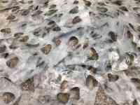 Жемчужница., фотография 3