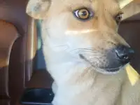 Милашки ищут дом., фотография 3