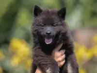 Евразиер! Очень редкая порода!, фотография 3