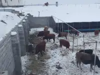 Фазенда, Кольащы, фотография 4