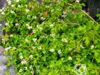 Стефанандра криспа