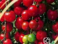 Семена Томат Вишня красная 0,1 г черри