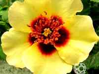 Роза крем бэбилон айз, интерплант