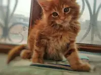 Котята Мейн Кун, фотография 8