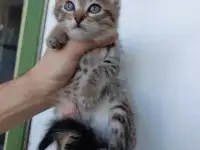 Котята Бармалейки 2 мес., фотография 4