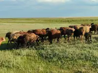 Мелкий скот, бараны, фотография 7