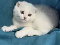 Продам котят. Породы серебристая шиншилла, фотография 5