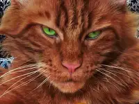 Мейн Кун красный солид. Шоу класс. Питомник, фотография 10